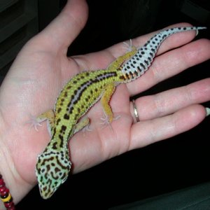 Reverse Stripe Female From Hailey
