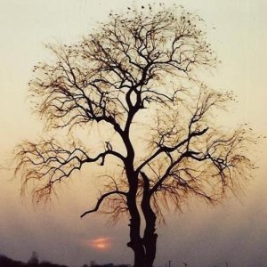 Sunset Tree