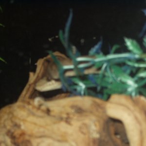 Tree Boa 3