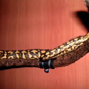 male jungle