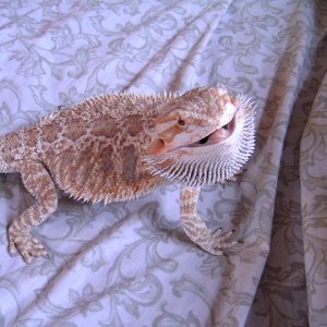 mister attitude