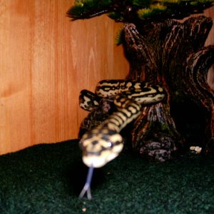 curious jungle