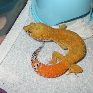 05 male2