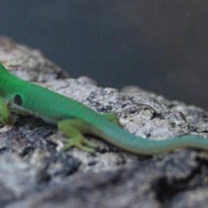 Phelsuma quadriocellata