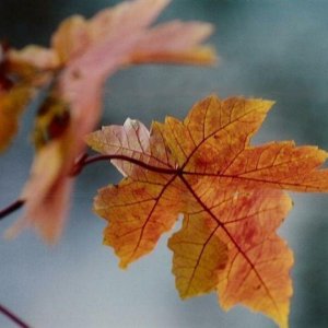 Fall Maples