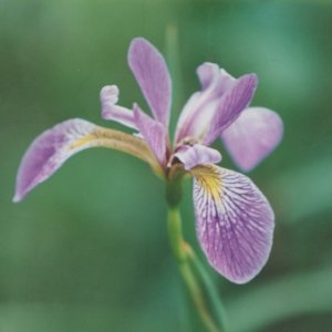 Purple Iris