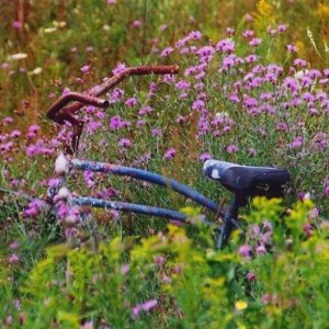 forgotten_bike