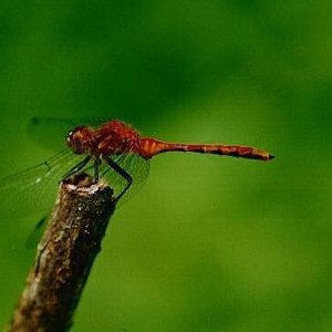 red_dragon