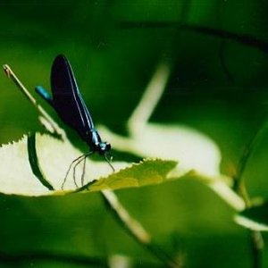 Blue_Damsel