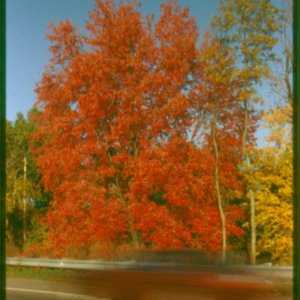 autumn