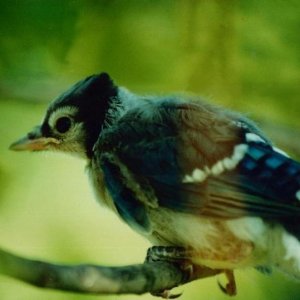 baby_blue_jay