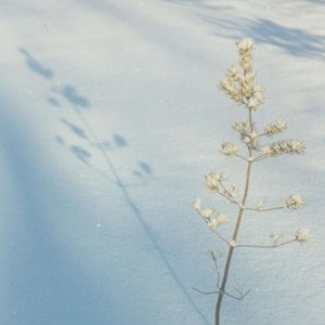 Jackpine at Dawn