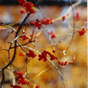 Red_berries_in_Fall