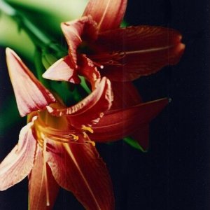 Lilies in the Sun