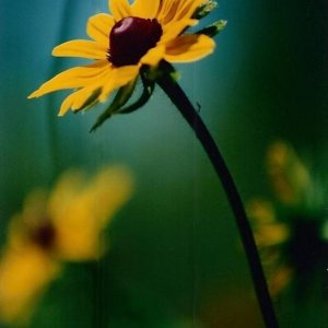 Black Eyed Susan