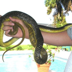 Yellow Tail Cribo