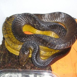 Yellow Tail Cribo