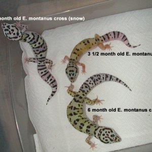montanuscrosses