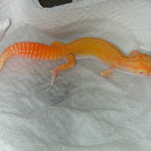Roni, female Red Eyed Raptor