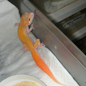 Boots, male Red Eyed Raptor