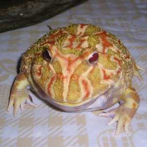 Blob