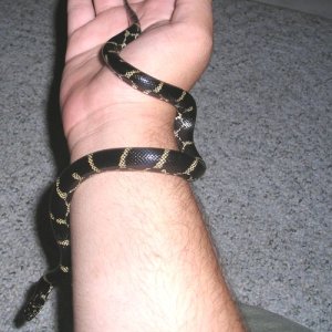 E. Chain King