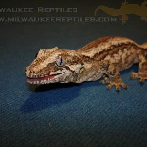 Smiling Gargoyle
