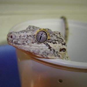 Peeking out