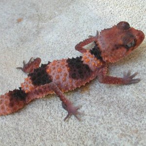 Nephrurus wheeleri