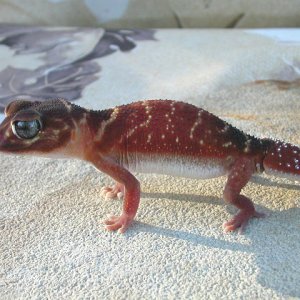 Nephrurus levis levis