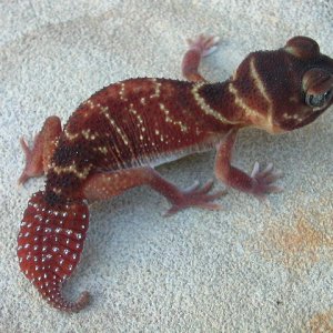 Nephrurus levis levis