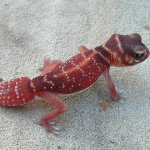 Nephrurus levis levis