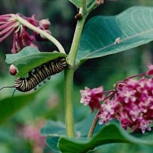 Monarch Caterpillar