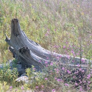 Pine Stump and Wildflowers
