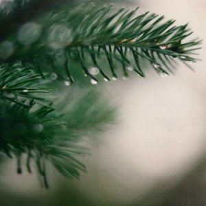 Rainy Pine