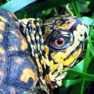 Eastern Box Turtle