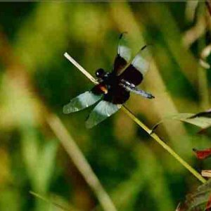 Black and Blue Dragonfly