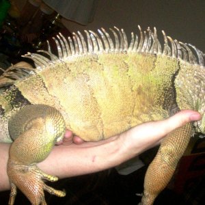 male igiana