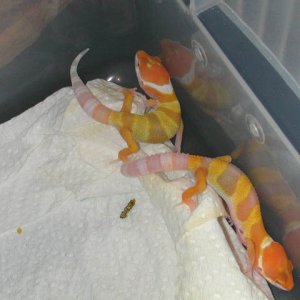 Baby Bell Hybino Update