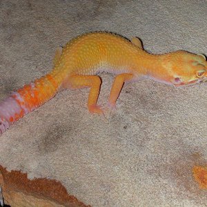 Juvenile Bell Hybino