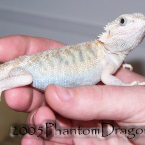 hypotransluscent female