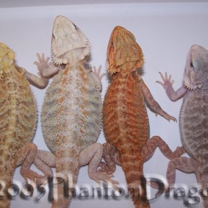 transluscent color morphs