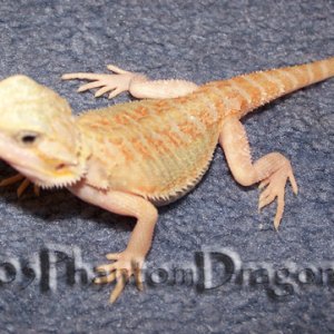 orange hypotransluscent