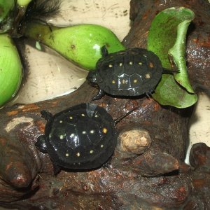 Hatchling spotted turtles