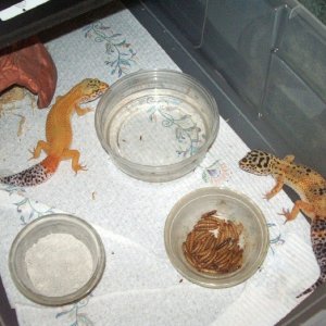 2 female leopard geckos