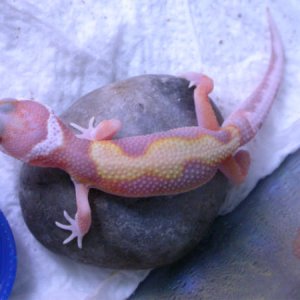 pinky