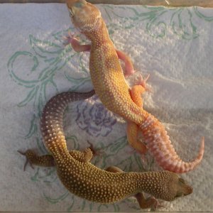pinky_and_little_e