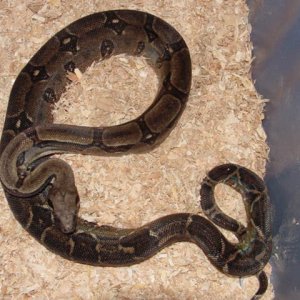 Male