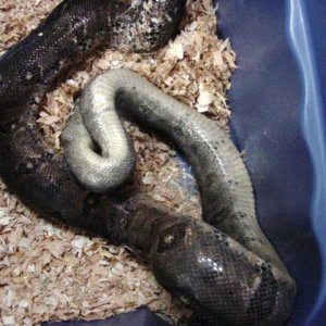 Hypo female