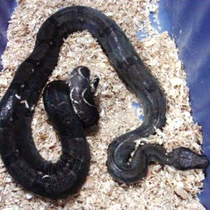 hypo female 2